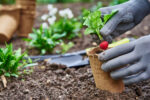 Comment créer un potager productif dans votre jardin ?