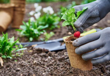 Comment créer un potager productif dans votre jardin ?