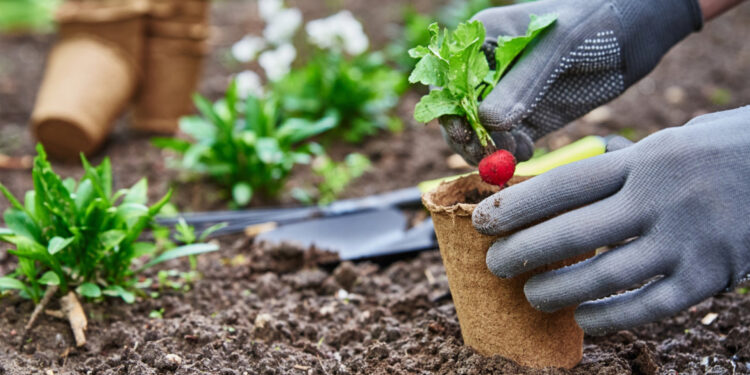 Comment créer un potager productif dans votre jardin ?