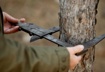 Les avantages de faire élaguer vos arbres par un professionnel