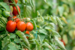 Tomates : variétés à essayer pour un potager florissant