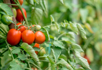 Tomates : variétés à essayer pour un potager florissant