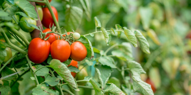 Tomates : variétés à essayer pour un potager florissant